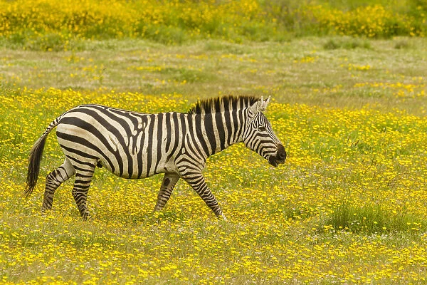 Africa, Tanzania, Ngorongoro Crater. Zebra walking in flower field