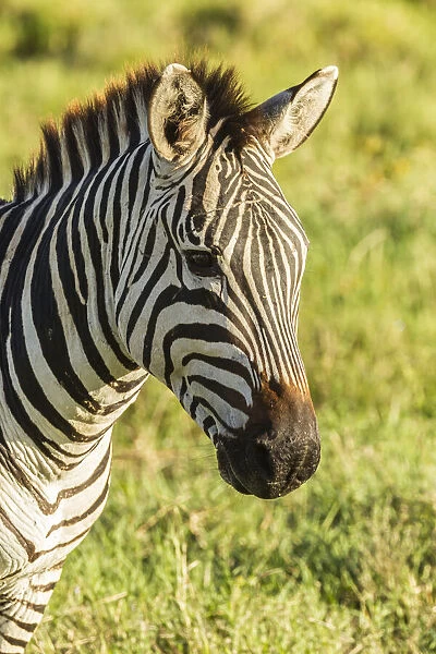 Africa, Tanzania, Ngorongoro Crater. Plains zebra head. Credit as