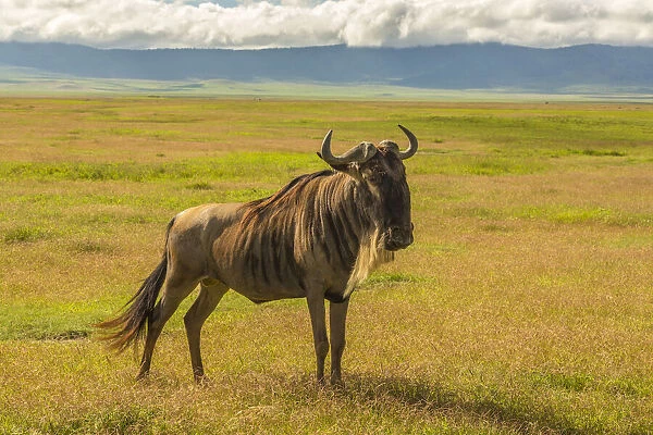 Africa, Tanzania, Ngorongoro Crater. White bearded wildebeest on plain