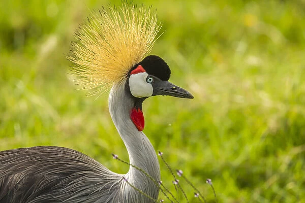 Africa, Tanzania, Ngorongoro Crater. Crowned crane bird close-up