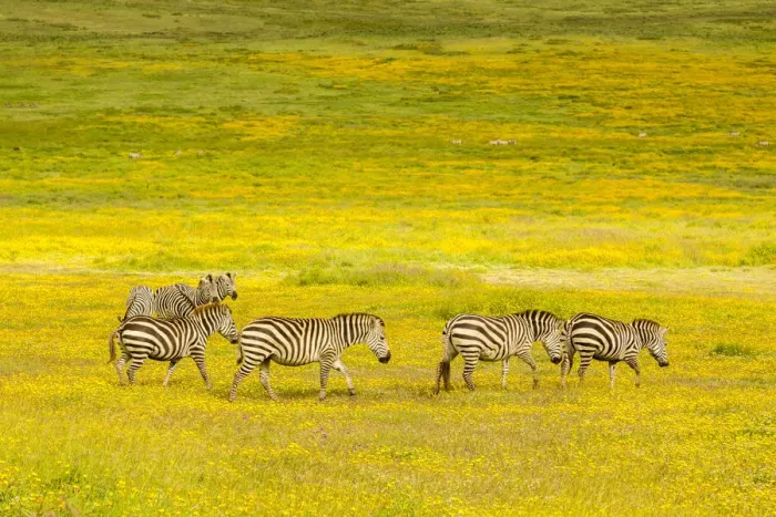 Framed Print : Africa, Tanzania, Ngorongoro Crater. Zebras in flower field