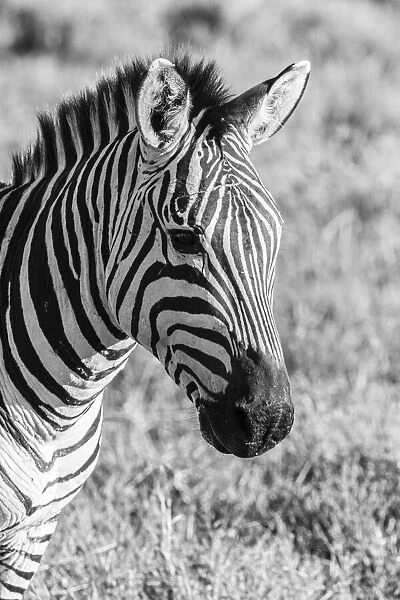 Africa, Tanzania, Ngorongoro Crater. B&W of plains zebra head