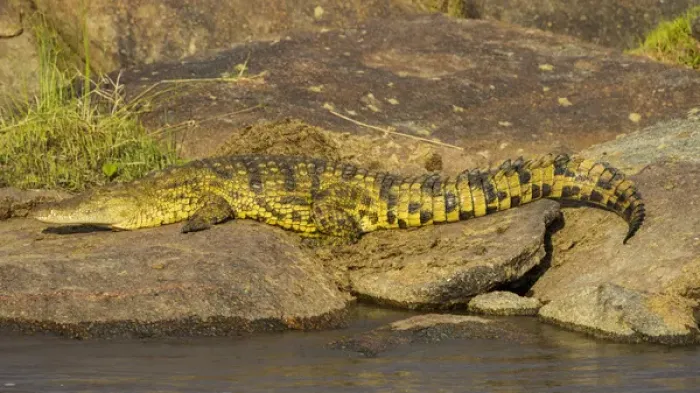 Framed Print : Africa. Tanzania. Nile crocodile (Crocodylus niloticus) basks in the sun at the Mara