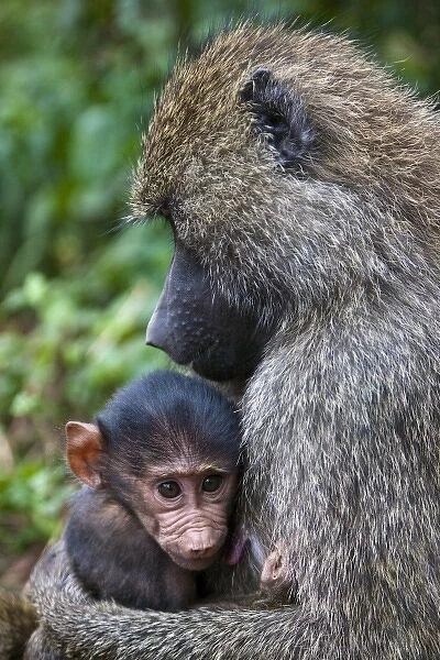 Africa. Tanzania. Olive Baboon mother and baby at Ngorongoro Crater