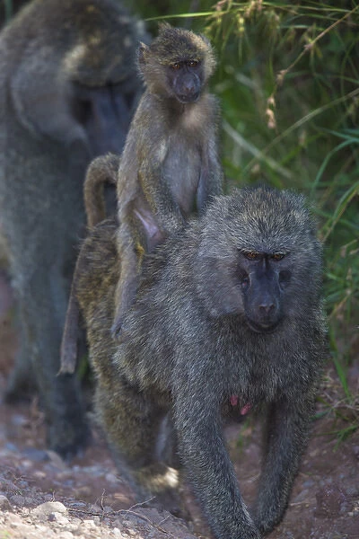 Africa. Tanzania. Olive baboon (Papio anubis) female with baby at Arusha NP