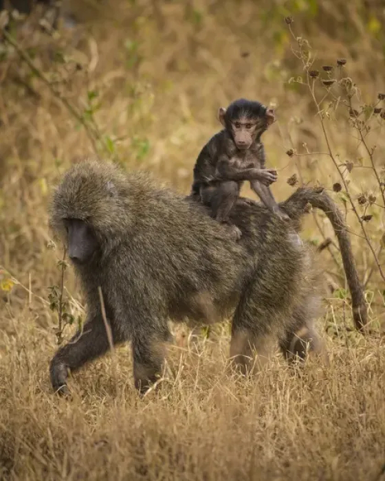 Framed Print : Africa. Tanzania. Olive baboon (Papio anubis) female with baby at Serengeti NP Framed Print : Africa. Tanzania. Olive baboon (Papio anubis) female with baby at Serengeti NP