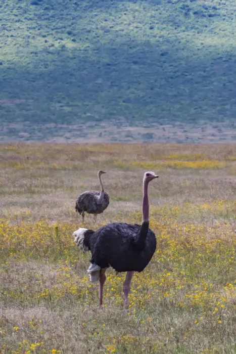 Framed Print : Africa, Tanzania. Ostriches in savanna. Credit as: Jones & Shimlock / Jaynes Gallery Framed Print : Africa, Tanzania. Ostriches in savanna. Credit as: Jones & Shimlock / Jaynes Gallery