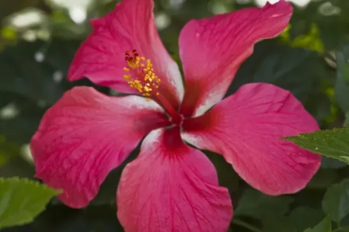 Framed Print : Africa. Tanzania. Pink Hibiscus in Arusha Framed Print : Africa. Tanzania. Pink Hibiscus in Arusha