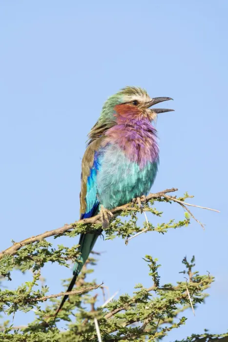 Framed Print : Africa, Tanzania. Portrait of a lilac-breasted roller Framed Print : Africa, Tanzania. Portrait of a lilac-breasted roller