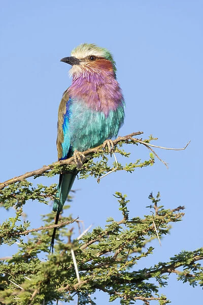 Africa, Tanzania. Portrait of a lilac-breasted roller