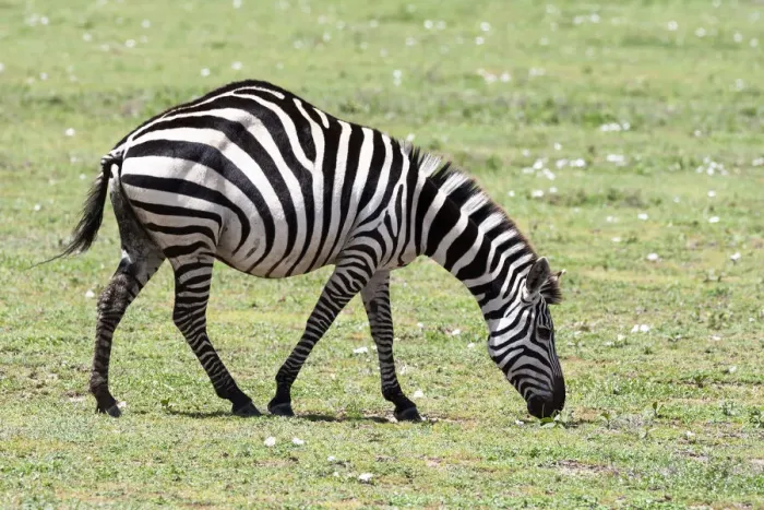 Framed Print : Africa, Tanzania. Portrait of a zebra with a spinal deformity