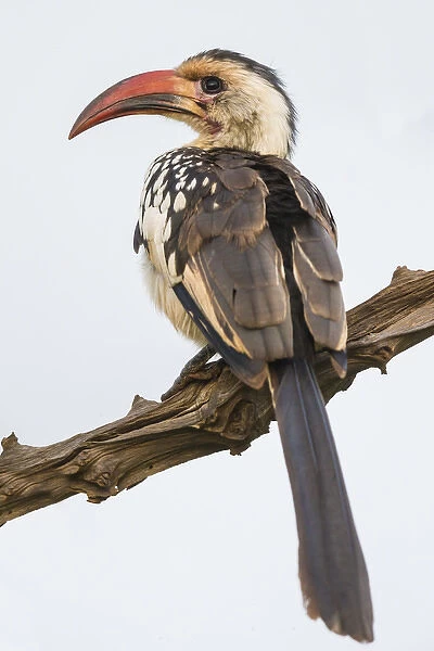 Africa. Tanzania. Red-billed hornbill (Tockus erythrorhynchus) in Serengeti NP
