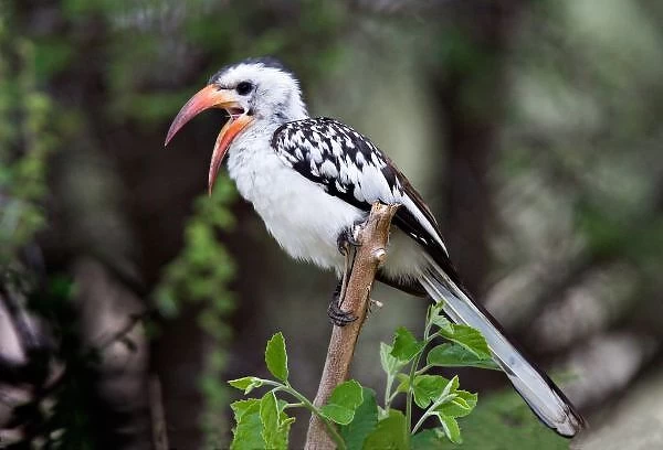 Africa, Tanzania, Red-billed Hornbill (Tockus erythrorhynchus)