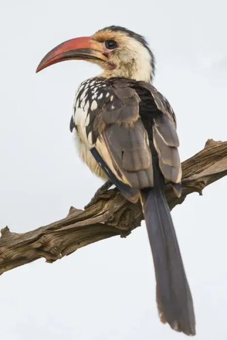 Framed Print : Africa. Tanzania. Red-billed hornbill (Tockus erythrorhynchus) in Serengeti NP Framed Print : Africa. Tanzania. Red-billed hornbill (Tockus erythrorhynchus) in Serengeti NP