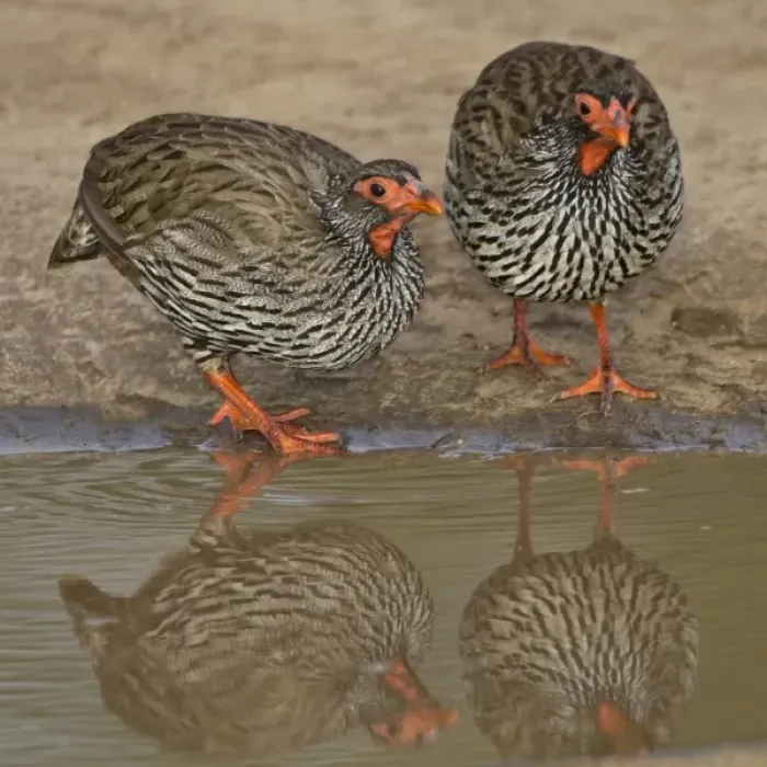 Framed Print : Africa. Tanzania. Red-Necked Spurfowl in Tarangire NP Framed Print : Africa. Tanzania. Red-Necked Spurfowl in Tarangire NP