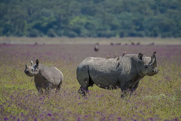 Africa, Tanzania. Rhino mother and juvenile