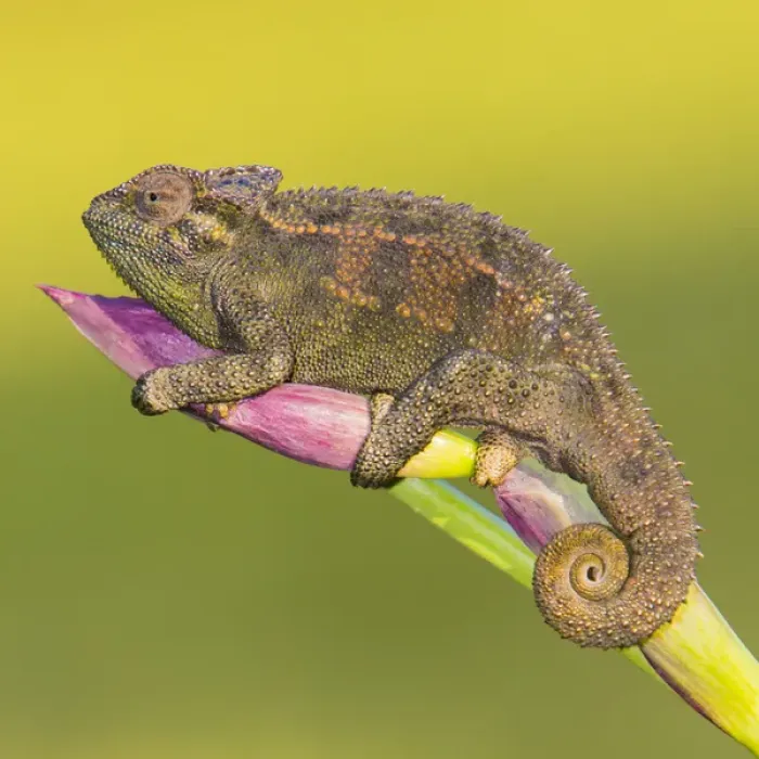 Framed Print : Africa. Tanzania. Rough chameleon (Trioceros rudis) at Ngorongoro crater