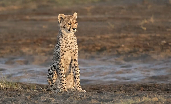 Africa, Tanzania, Serengeti. Cheetah cub (Acinonyx jubatus)