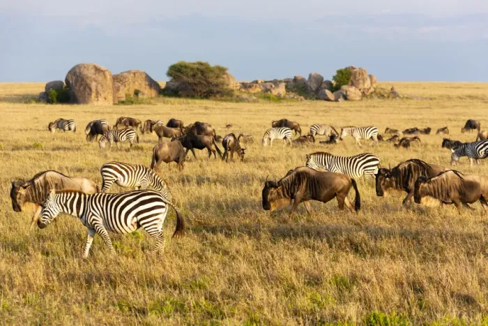 Framed Print : Africa, Tanzania, The Serengeti. Herd animals graze together on the plains with kopjes in the distance Framed Print : Africa, Tanzania, The Serengeti. Herd animals graze together on the plains with kopjes in the distance