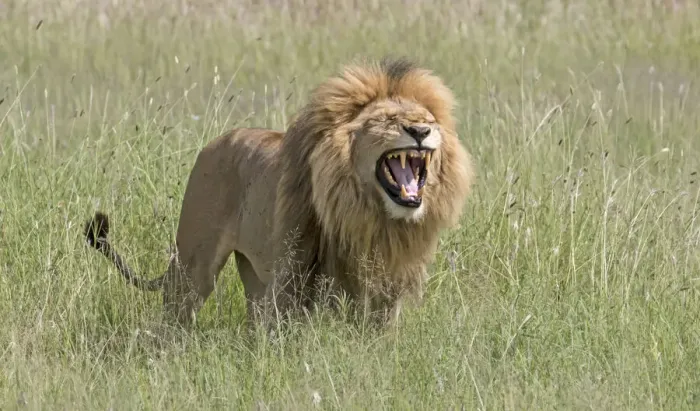 Framed Print : Africa, Tanzania, Serengeti. Lion displaying the Flehmen reaction Framed Print : Africa, Tanzania, Serengeti. Lion displaying the Flehmen reaction