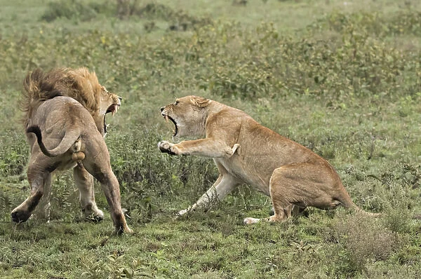Africa, Tanzania, Serengeti. Lovers quarrel