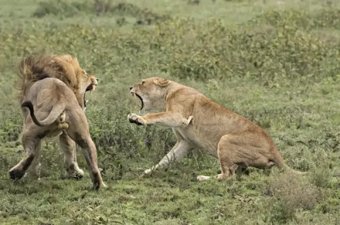 Framed Print : Africa, Tanzania, Serengeti. Lovers quarrel Framed Print : Africa, Tanzania, Serengeti. Lovers quarrel