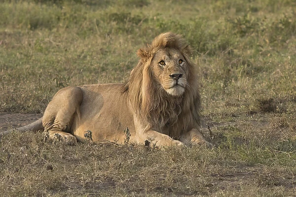 Africa, Tanzania, Serengeti. Male lion (Panthera leo). Note flies on face