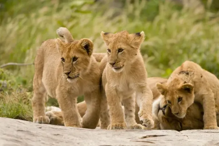 Framed Print : Africa, Tanzania, Serengeti National Park, om Gol Kopjes, Lion, Panthera leo, lioness with cubs Framed Print : Africa, Tanzania, Serengeti National Park, om Gol Kopjes, Lion, Panthera leo, lioness with cubs
