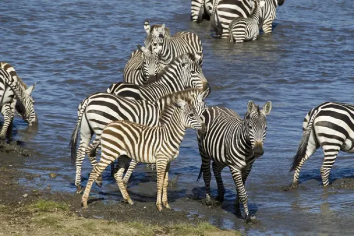 Framed Print : Africa, Tanzania, Serengeti National Park, Ndutu Forest, Common Zebra or Plains Zebra Framed Print : Africa, Tanzania, Serengeti National Park, Ndutu Forest, Common Zebra or Plains Zebra