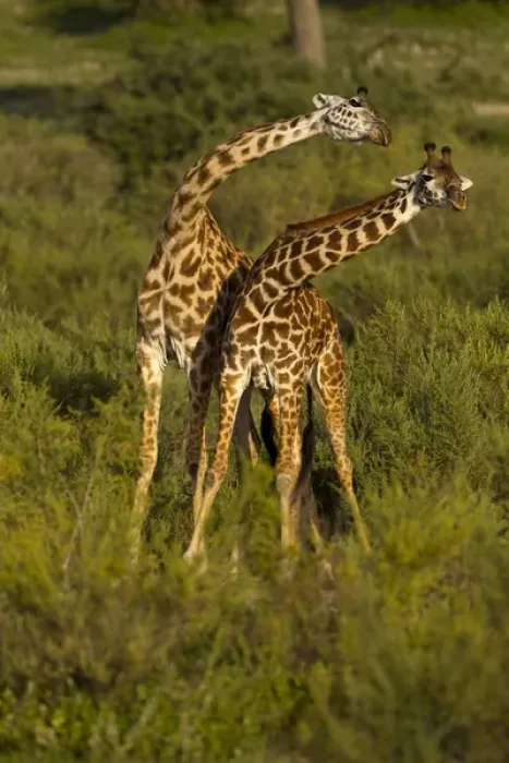 Framed Print : Africa, Tanzania, Serengeti National Park, in Ndutu, Masai Giraffe, Giraffa camelopardalis Framed Print : Africa, Tanzania, Serengeti National Park, in Ndutu, Masai Giraffe, Giraffa camelopardalis