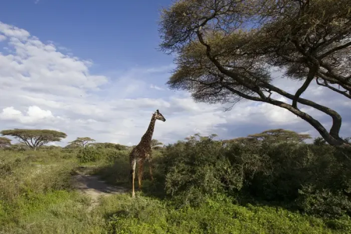 Framed Print : Africa, Tanzania, Serengeti National Park, in Ndutu, Masai Giraffe, Giraffa camelopardalis Framed Print : Africa, Tanzania, Serengeti National Park, in Ndutu, Masai Giraffe, Giraffa camelopardalis