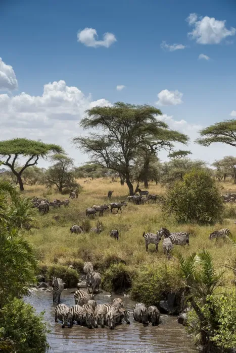 Framed Print : Africa, Tanzania, Serengeti National Park