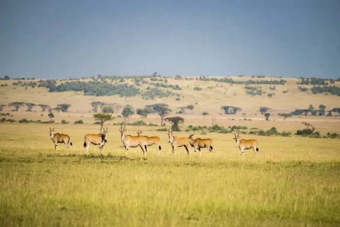 Framed Print : Africa, Tanzania, Serengeti National Park