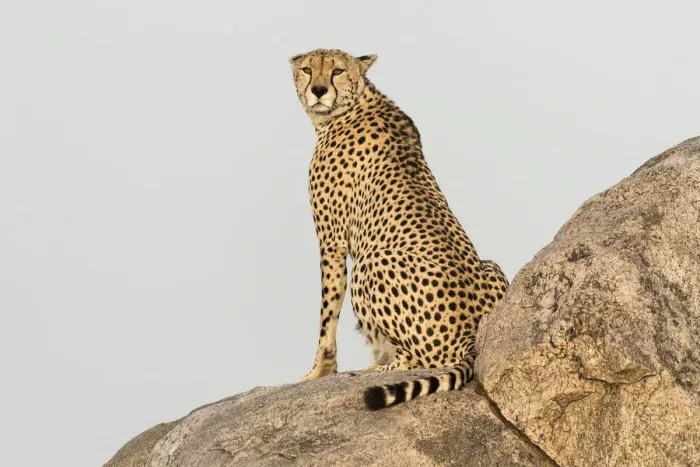 Framed Print : Africa, Tanzania, Serengeti National Park. Close-up of cheetah on boulder. Credit as Framed Print : Africa, Tanzania, Serengeti National Park. Close-up of cheetah on boulder. Credit as