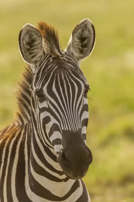 Framed Print : Africa, Tanzania, Serengeti National Park. Close-up of young plains zebra