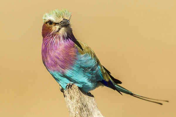 Africa, Tanzania, Serengeti National Park. Lilac-breasted roller bird close-up
