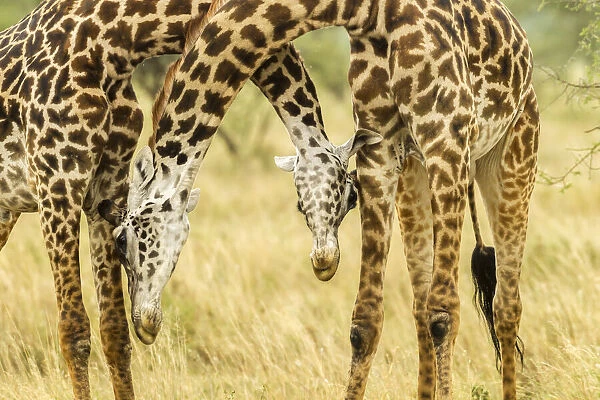 Africa, Tanzania, Serengeti National Park. Young Msai giraffes sparring