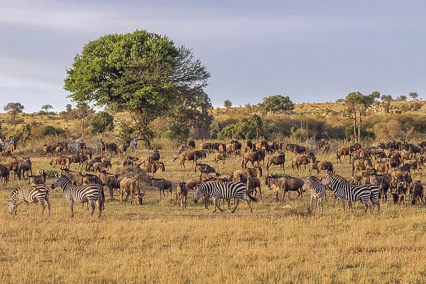 Africa, Tanzania, Serengeti National Park. Zebras and wildebeests on plain