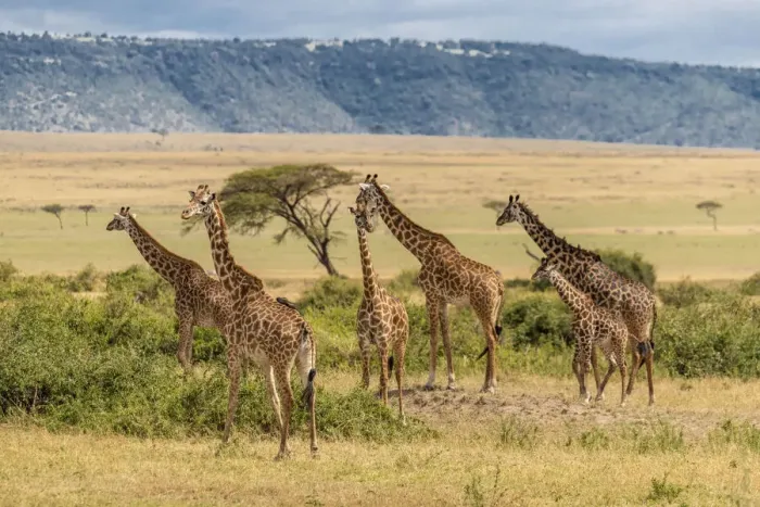 Framed Print : Africa, Tanzania, Serengeti National Park. Giraffes on plain