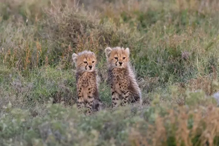 Framed Print : Africa, Tanzania, Serengeti National Park. Baby cheetahs close-up Framed Print : Africa, Tanzania, Serengeti National Park. Baby cheetahs close-up