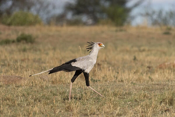 Africa, Tanzania, Serengeti National Park. Secretary bird