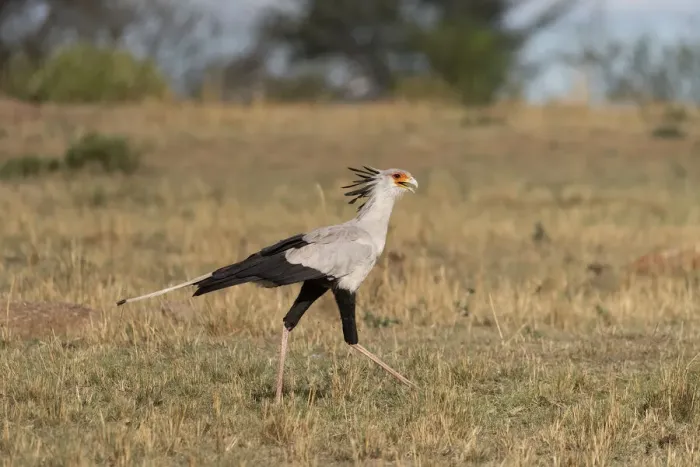 Framed Print : Africa, Tanzania, Serengeti National Park. Secretary bird Framed Print : Africa, Tanzania, Serengeti National Park. Secretary bird