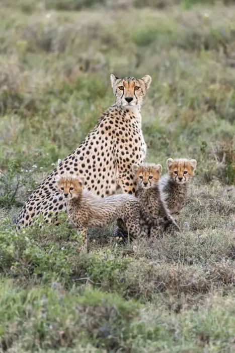 Framed Print : Africa, Tanzania, Serengeti National Park. Mother cheetah and young