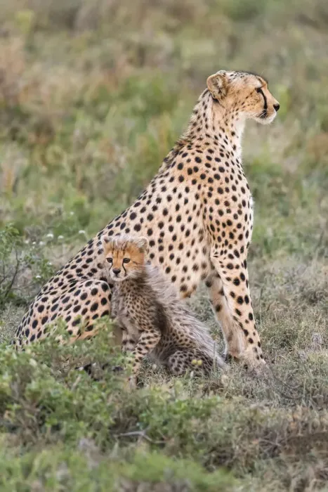 Framed Print : Africa, Tanzania, Serengeti National Park. Mother cheetah and baby