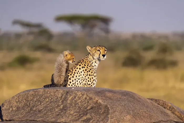Framed Print : Africa, Tanzania, Serengeti National Park. Mother cheetah and baby
