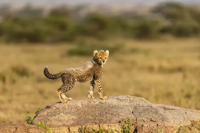 Framed Print : Africa, Tanzania, Serengeti National Park. Baby cheetah on boulder