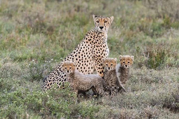 Africa, Tanzania, Serengeti National Park. Mother cheetah and young