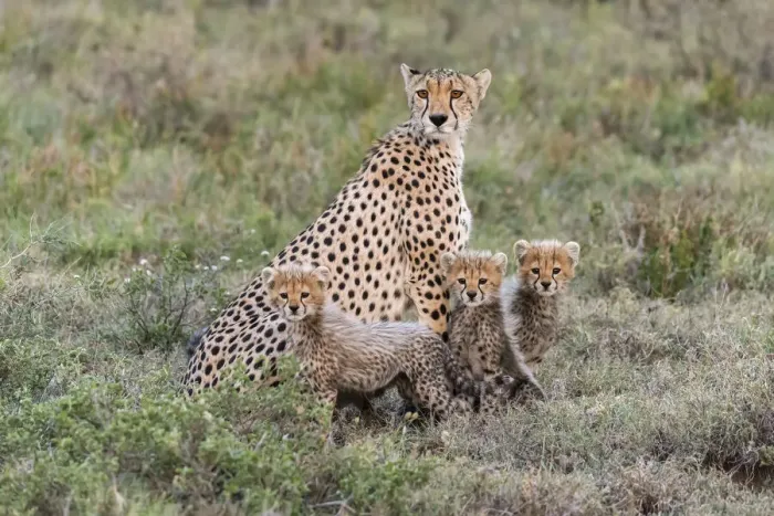 Framed Print : Africa, Tanzania, Serengeti National Park. Mother cheetah and young