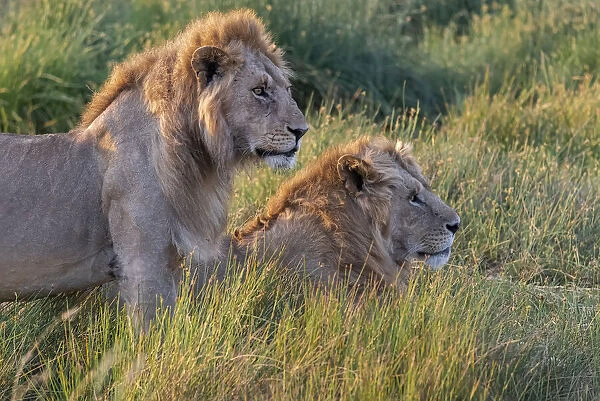 Africa, Tanzania, Serengeti National Park. Male lions close-up