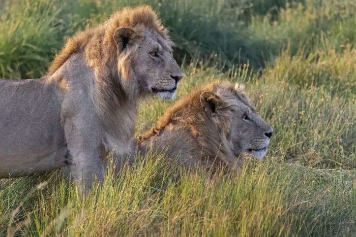 Framed Print : Africa, Tanzania, Serengeti National Park. Male lions close-up